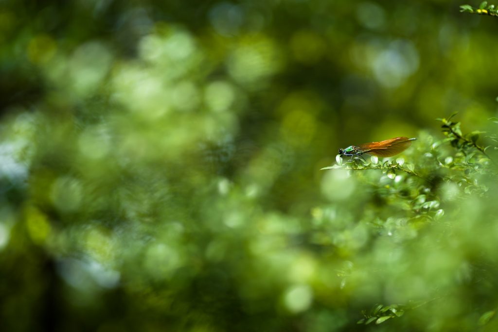 D FAマクロ100mm F3.2