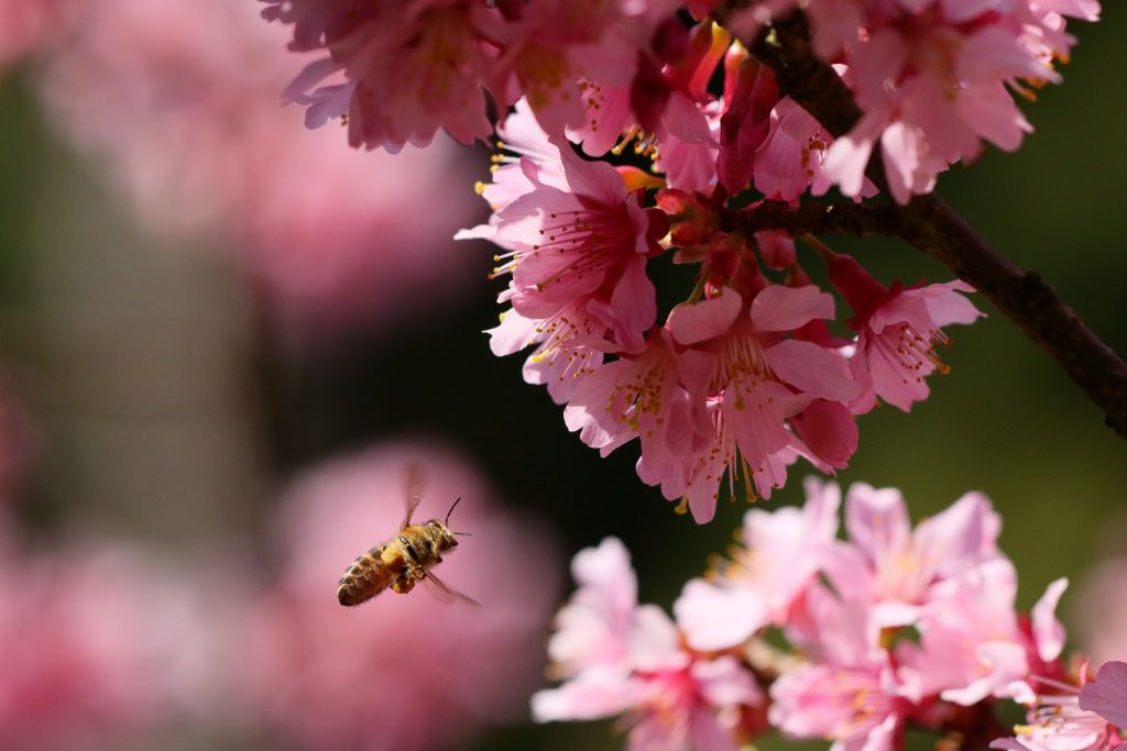 EOS 8000D＋APO 150mm F2.8 EX DG MACRO