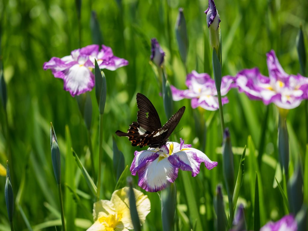 150mm F2.8 1/2000秒