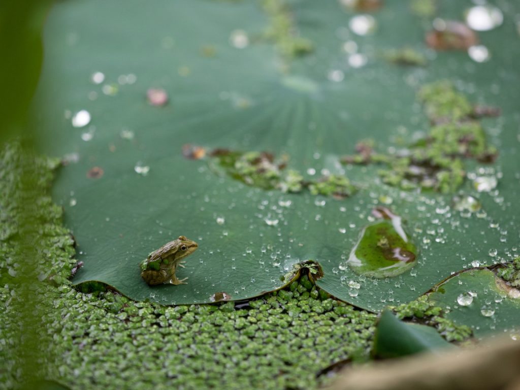 OM-D E-M1 / MZD 40-150mmF2.8 PRO