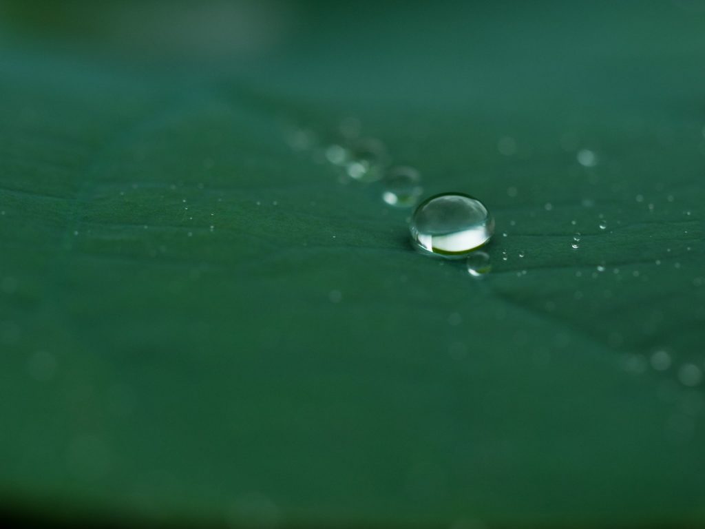 OM-D E-M1 / MZD 60mm F2.8 マクロ