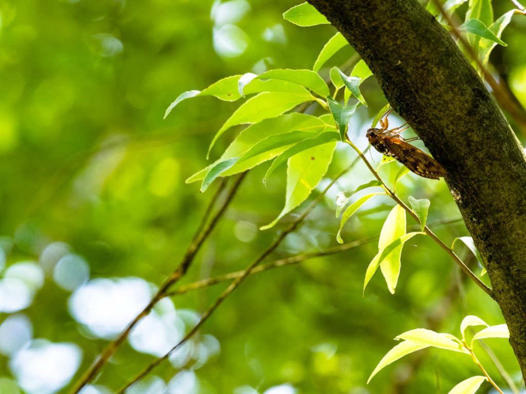 E-M1/40-150PRO+x1.4テレコン