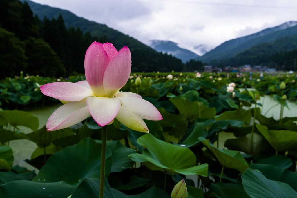 PENTAX K-1 / HD PENTAX-D FA15-30mm F2.8