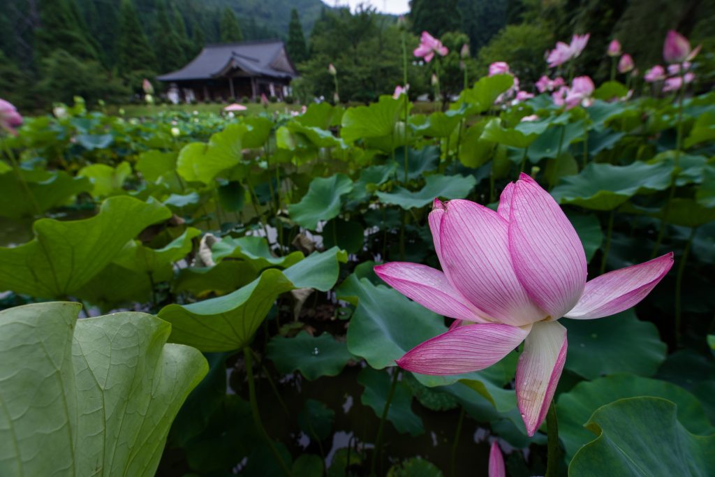 PENTAX K-1 / smc PENTAX-FA35mmF2 AL