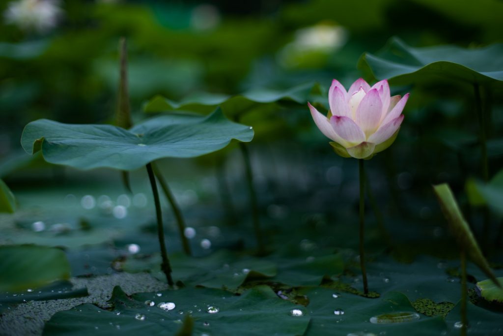 PENTAX K-1 / smc PENTAX-FA50mmF1.4